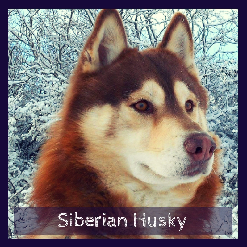 Siberian Husky Siberian Husky