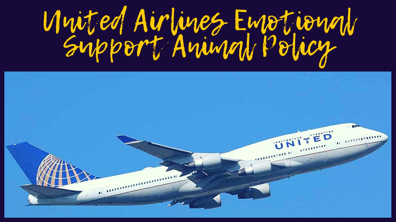 United Airlines Emotional Support Animal Policy United Airlines Emotional Support Animal Policy