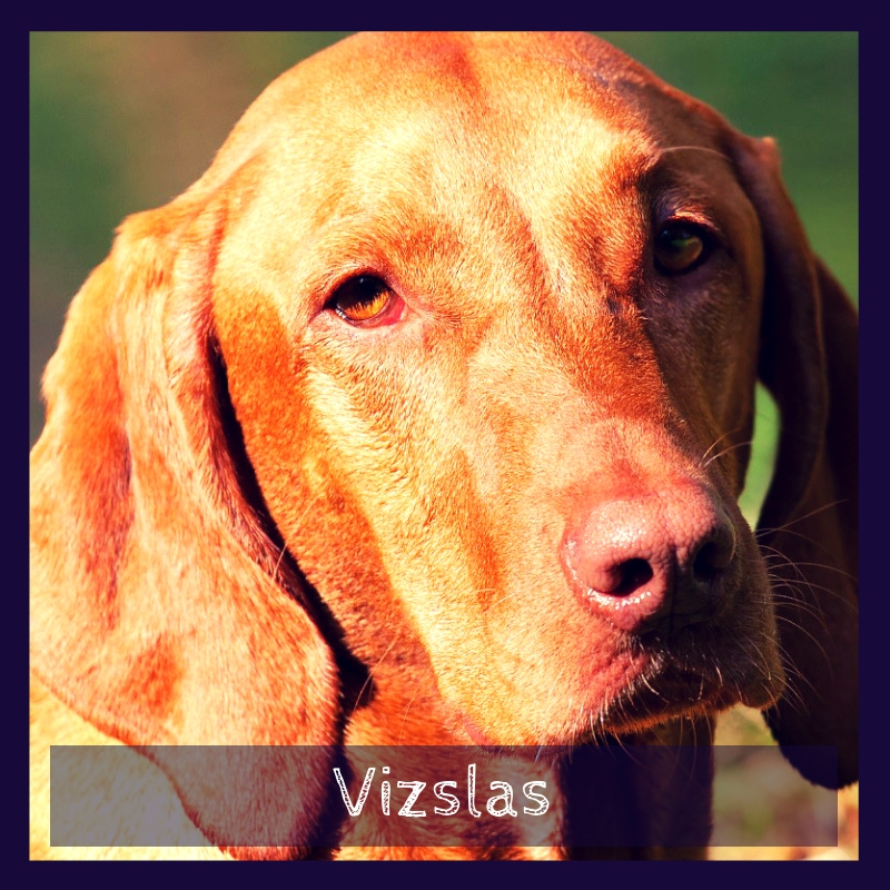 Vizslas Vizslas
