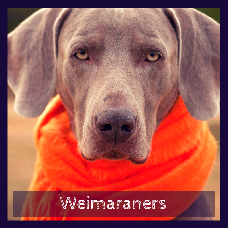 Weimaraners Weimaraners