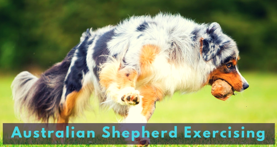 Australian Shepherd Exercising Australian Shepherd Exercising