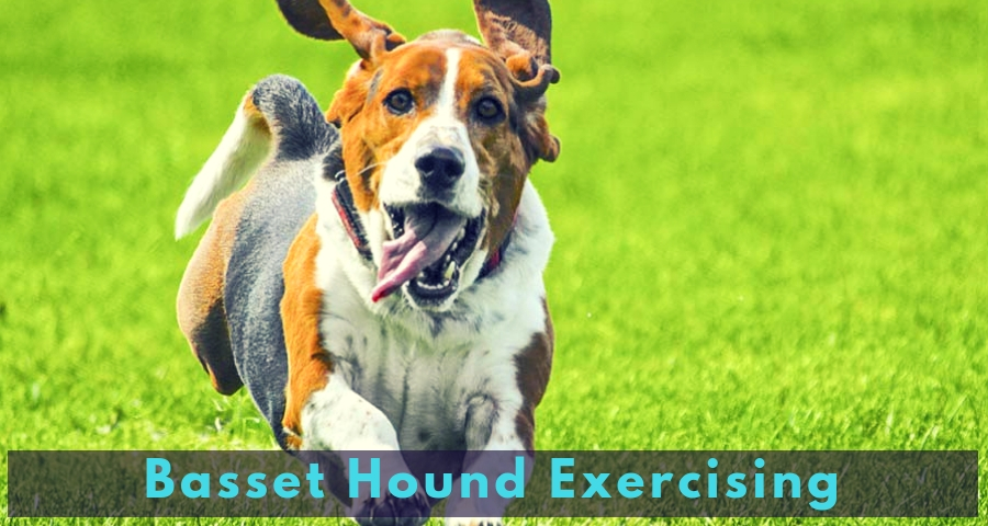 Basset Hound Exercising Basset Hound Exercising
