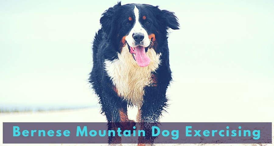 Bernese Mountain Dog Exercising Bernese Mountain Dog Exercising