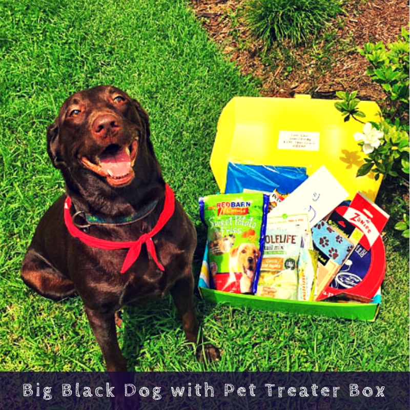 Big Black Dog with Pet Treater Box Big Black Dog with Pet Treater Box