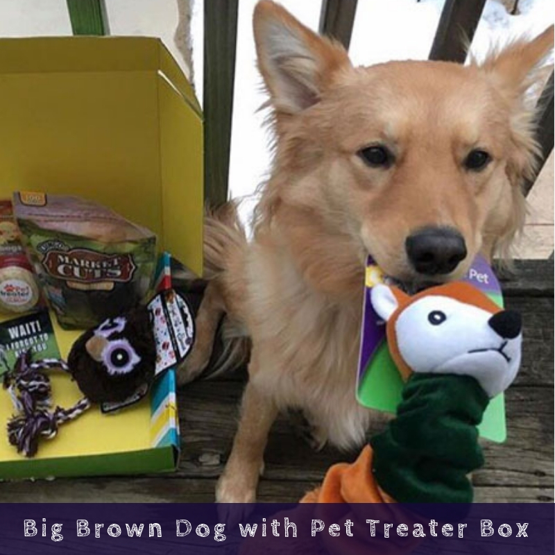 Big Brown Dog with Pet Treater Box Big Brown Dog with Pet Treater Box