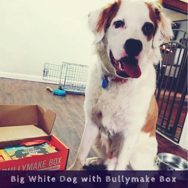 Big White Dog with Bullymake Box Big White Dog with Bullymake Box