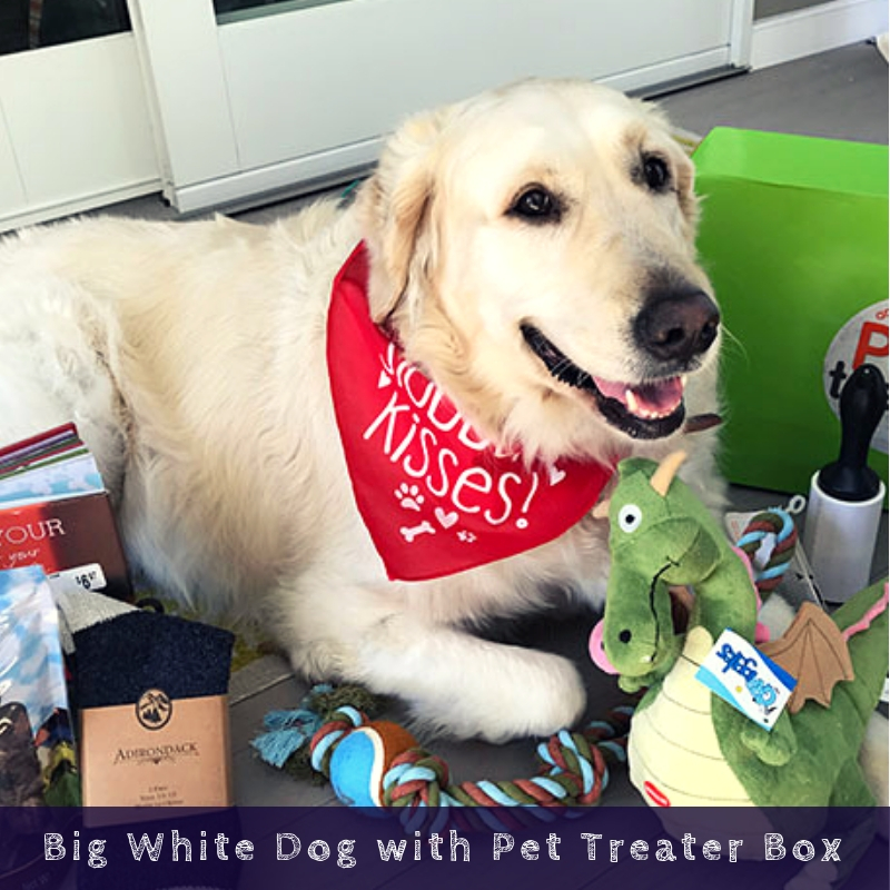 Big White Dog with Pet Treater Box Big White Dog with Pet Treater Box