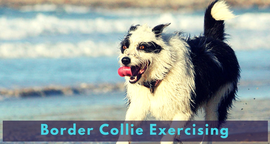 Border Collie Exercising Border Collie Exercising