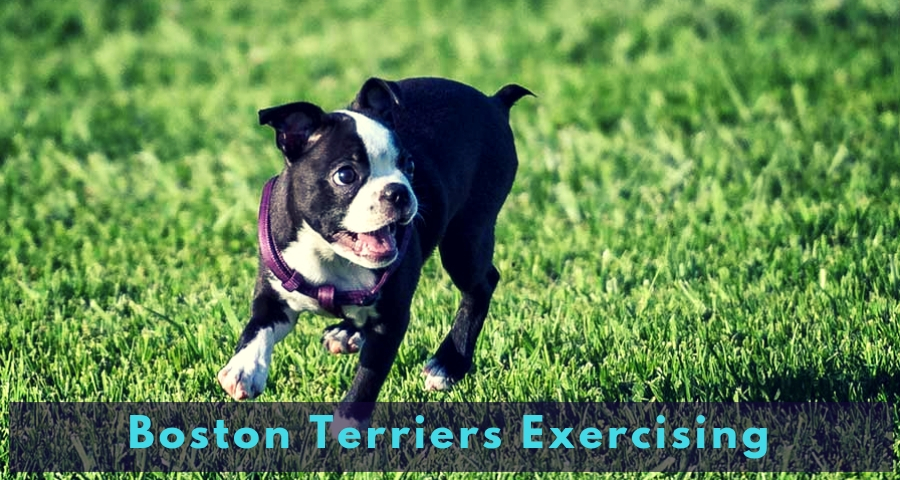 Boston Terriers Exercising Boston Terriers Exercising