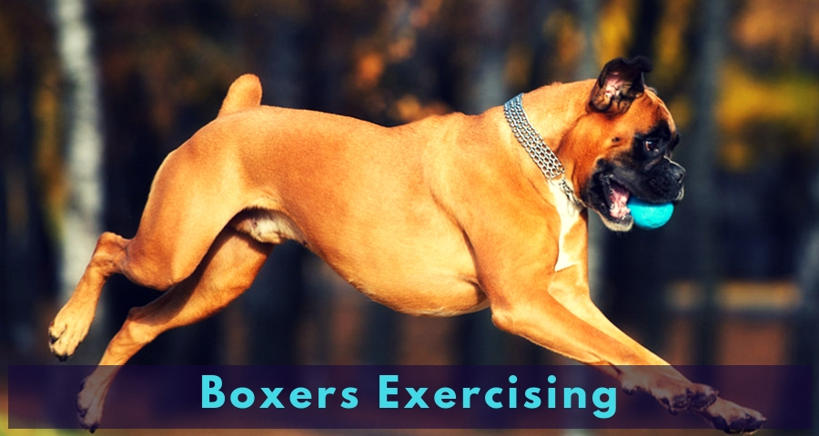 Boxers Exercising Boxers Exercising