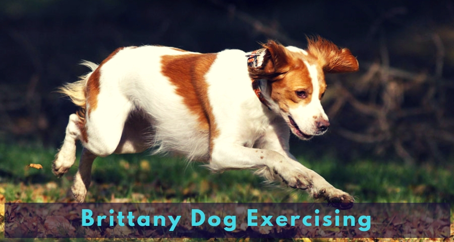 Brittany Dog Exercising Brittany Dog Exercising