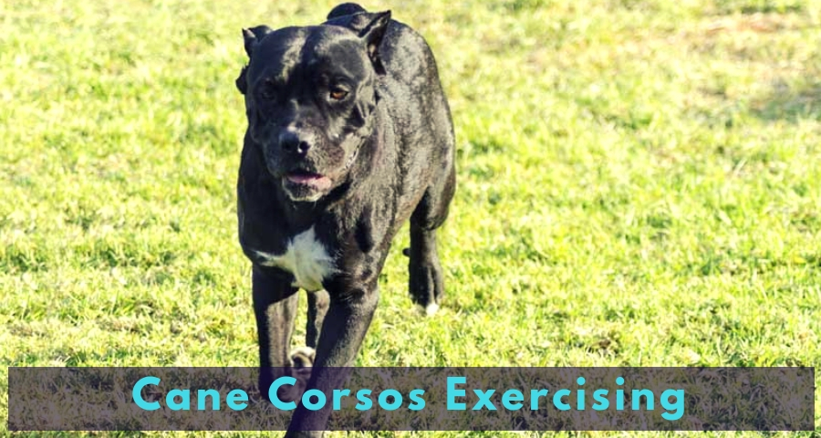 Cane Corsos Exercising Cane Corsos Exercising