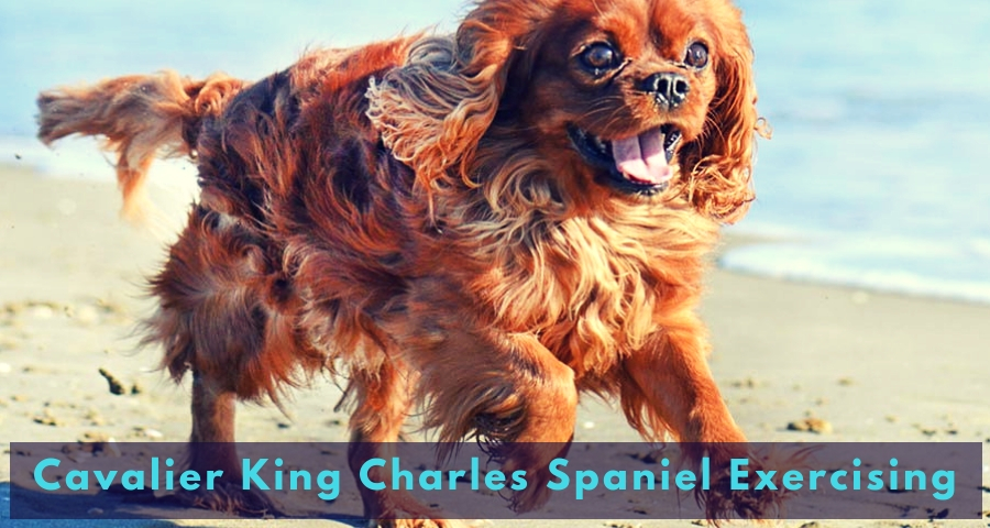 Cavalier King Charles Spaniel Exercising Cavalier King Charles Spaniel Exercising