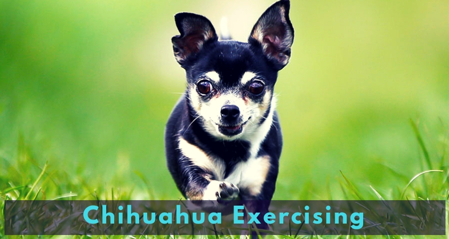 Chihuahua Exercising Chihuahua Exercising