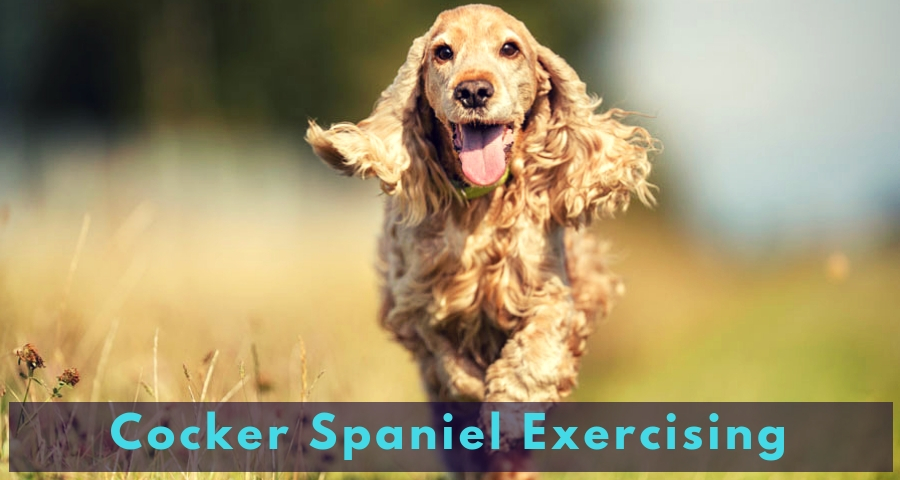 Cocker Spaniel Exercising Cocker Spaniel Exercising