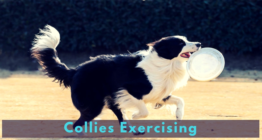 Collies Exercising Collies Exercising