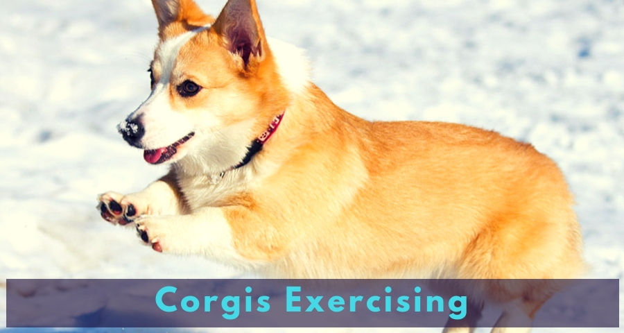 Corgis Exercising Corgis Exercising