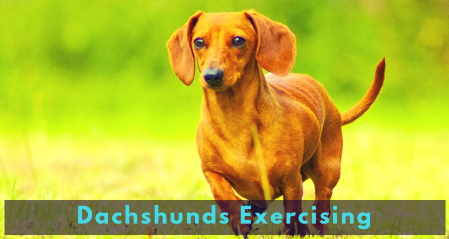 Dachshunds Exercising Dachshunds Exercising