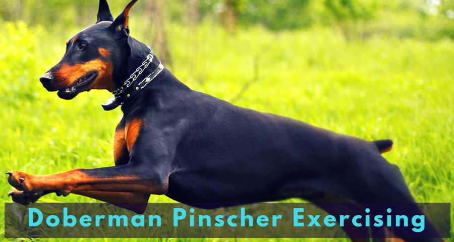 Doberman Pinscher Exercising Doberman Pinscher Exercising