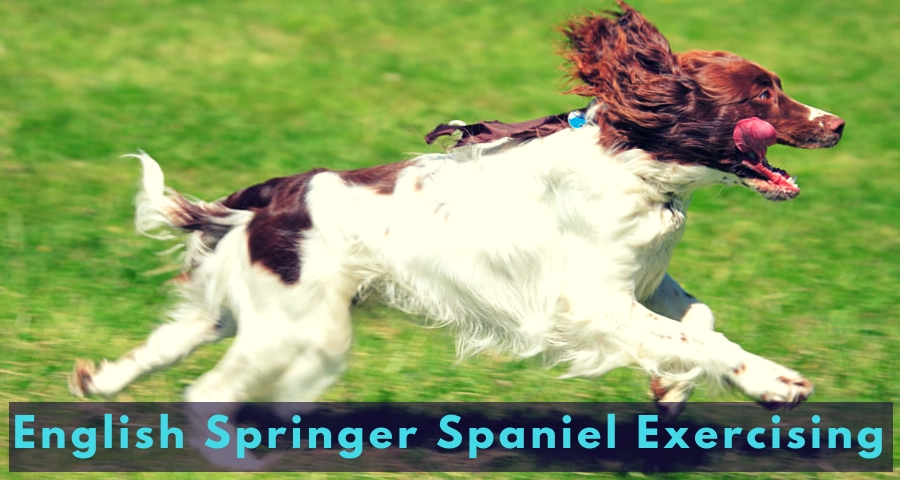 English Springer Spaniel Exercising English Springer Spaniel Exercising