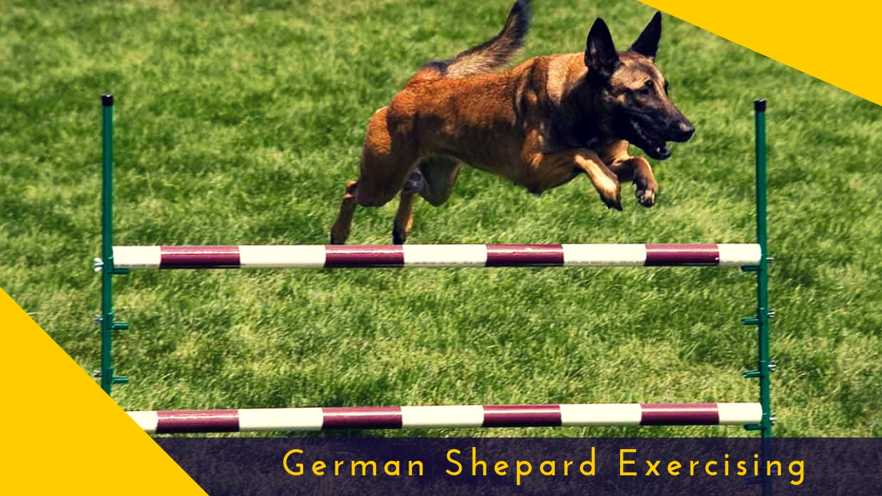 German Shepard Exercising German Shepard Exercising