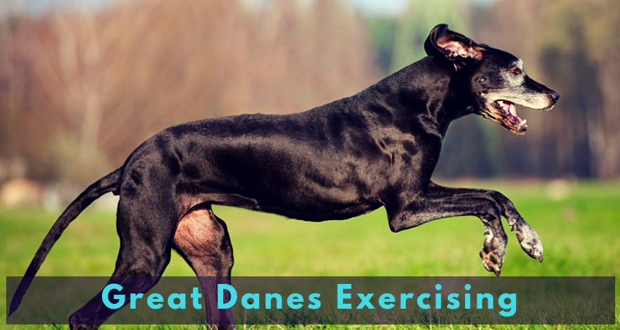 Great Danes Exercising Great Danes Exercising
