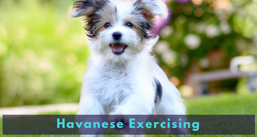 Havanese Exercising Havanese Exercising