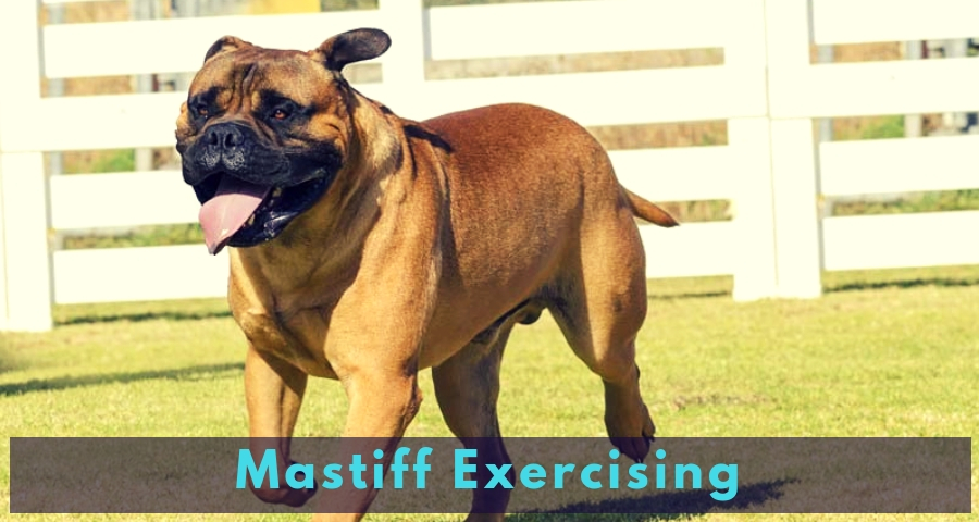 Mastiff Exercising Mastiff Exercising