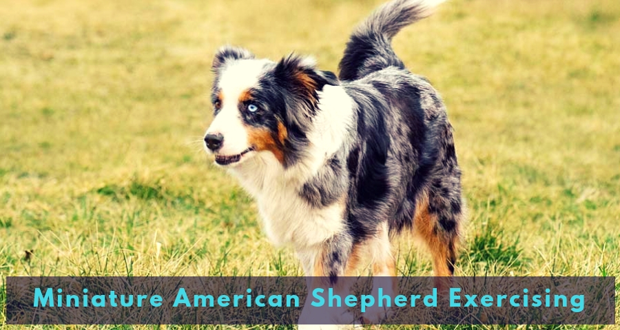 Miniature American Shepherd Exercising Miniature American Shepherd Exercising