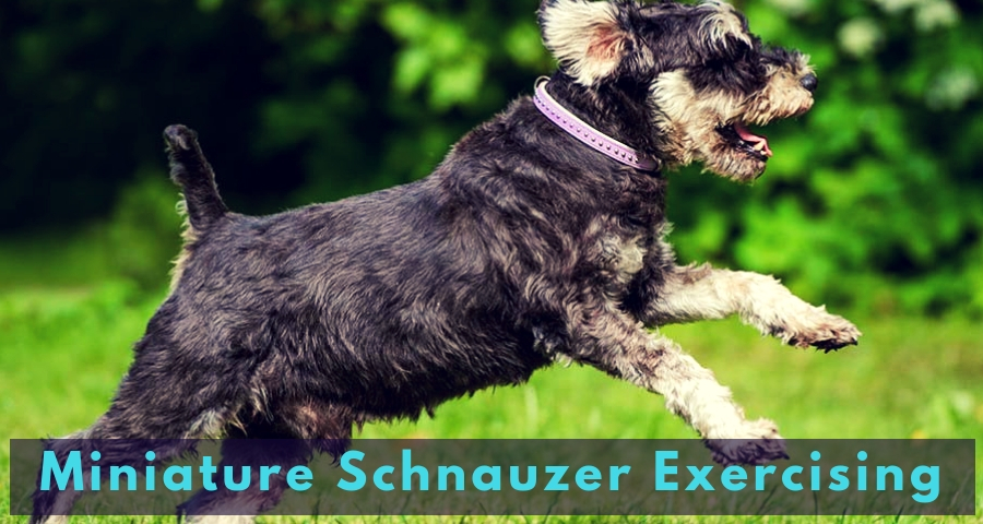 Miniature Schnauzer Exercising Miniature Schnauzer Exercising
