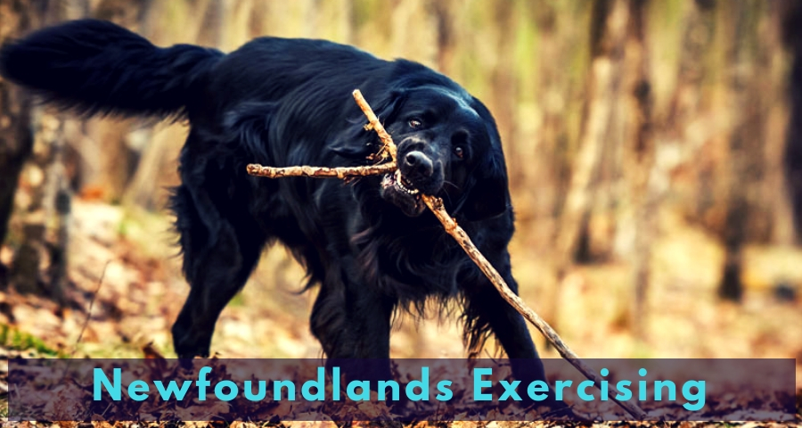 Newfoundlands Exercising Newfoundlands Exercising