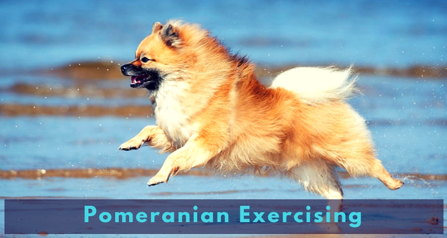 Pomeranian Exercising Pomeranian Exercising