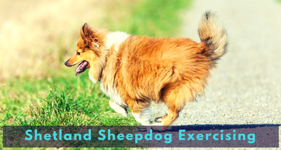 Shetland Sheepdog Exercising Shetland Sheepdog Exercising