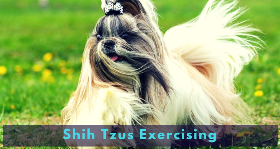 Shih Tzus Exercising Shih Tzus Exercising