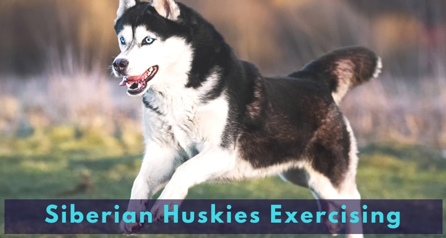 Siberian Huskies Exercising Siberian Huskies Exercising