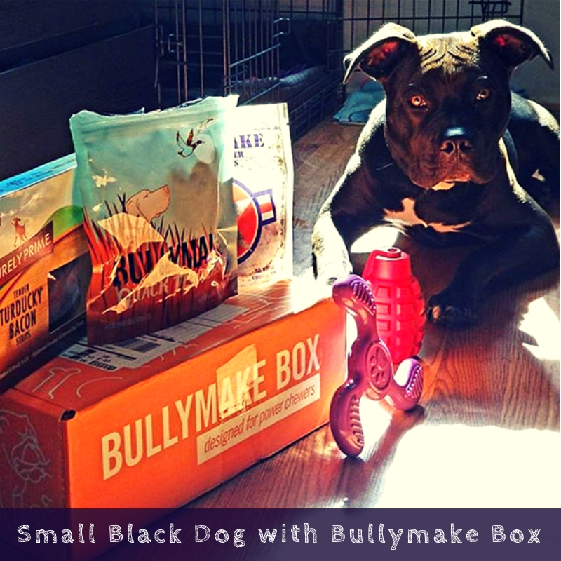 Small Black Dog with Bullymake Box Small Black Dog with Bullymake Box