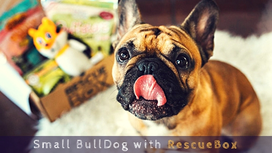 Small BullDog with RescueBox Small BullDog with RescueBox