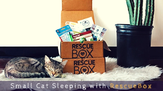 Small Cat Sleeping with RescueBox Small Cat Sleeping with RescueBox
