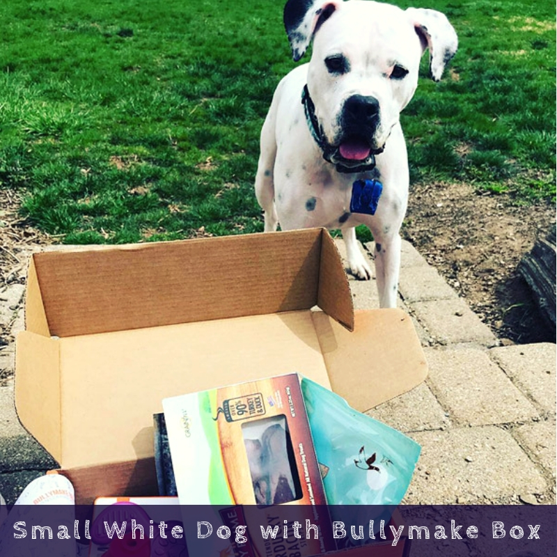 Small White Dog with Bullymake Box Small White Dog with Bullymake Box