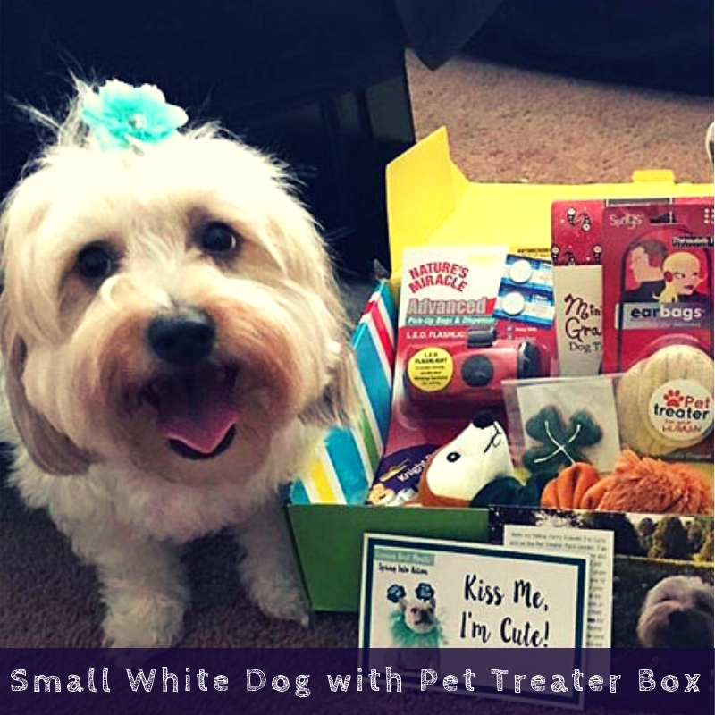 Small White Dog with Pet Treater Box Small White Dog with Pet Treater Box