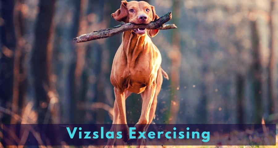 Vizslas Exercising Vizslas Exercising