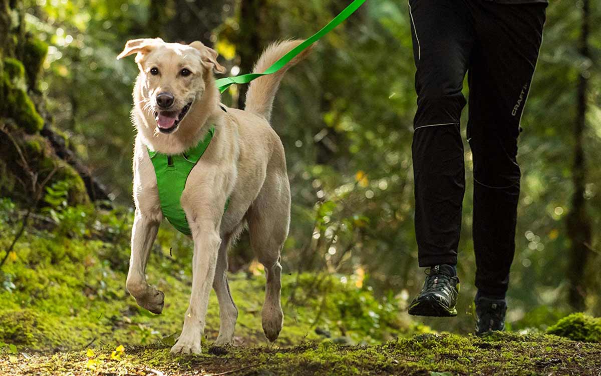 Durable-Dog-Leash