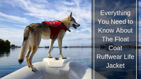 Everything You Ever Wanted to Know About Labrador Retrievers The Float Coat Ruffwear Life Jacket