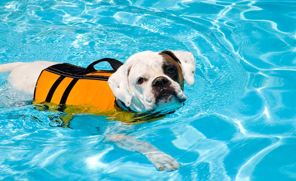 How the Ruffwear Life Jacket Can Help Your Dog How the Ruffwear Life Jacket Can Help Your Dog